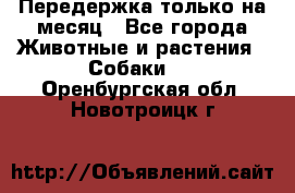 Передержка только на месяц - Все города Животные и растения » Собаки   . Оренбургская обл.,Новотроицк г.